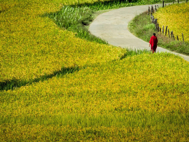 Reiseinformation, Mönch auf dem Weg neben einem Reisfeld, Bhutan Privatreise