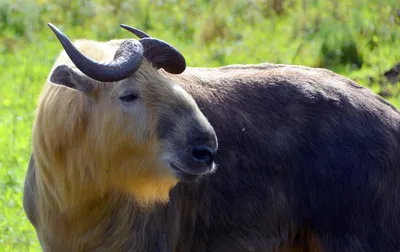 Takin, Nationaltier von Bhutan