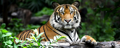 Bengalischer Tiger, Bhutan Rundreise