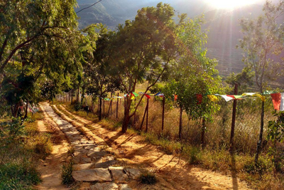 Sikkim und Bhutan Reise, Weg zum Chimi Lhakhang Kloster, Punakha