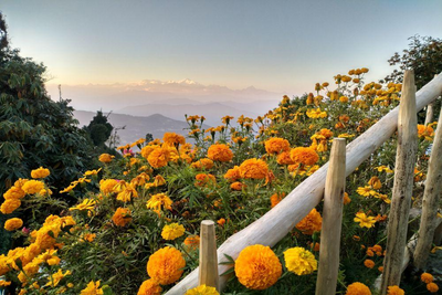 Sikkim und Bhutan Reise, Blumenmeer in Kalimpong, Indien