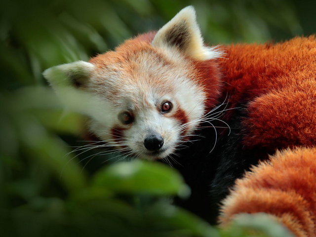 Privatreise Bhutan, Rote Panda, Flora und Fauna, Bhutan