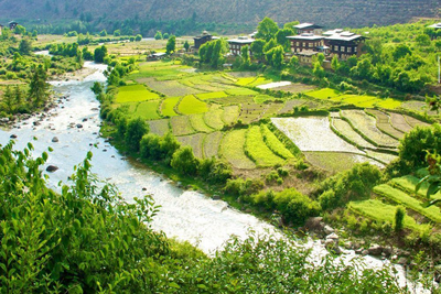 Bhutan Reise, Reisfelder, Paro, Bhutan