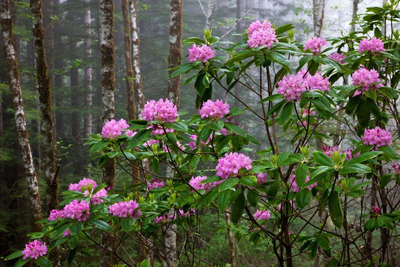 Rhododendron Blüten, Bhutan Reise, Waldwanderung, Bhutan