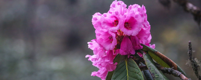 Pinker Rhododendron, Bhutan Rundreise