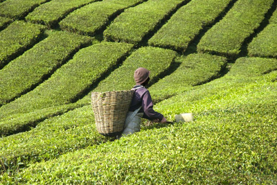Sikkim und Bhutan Reise, Teefelder, Darjeeling, Indien
